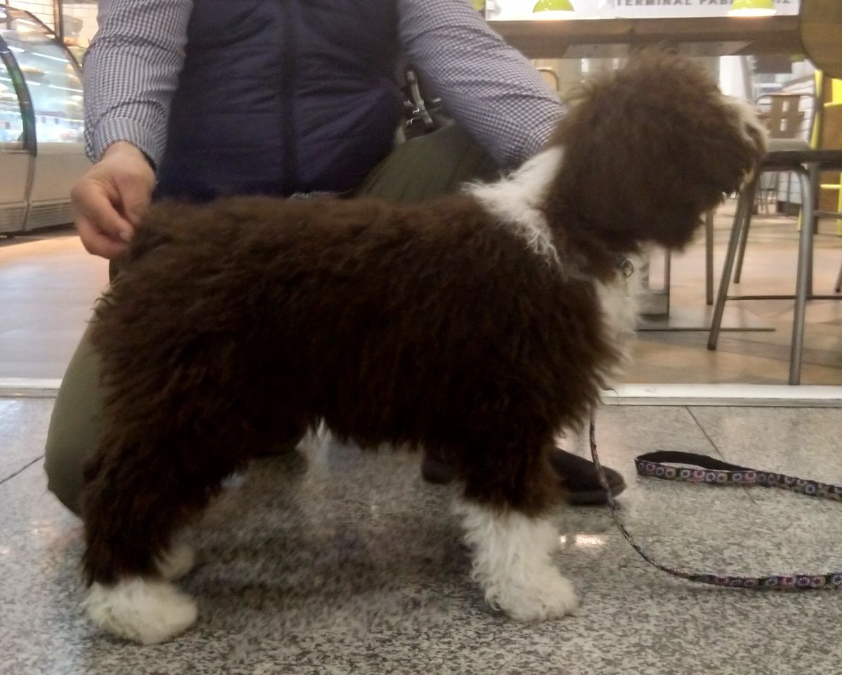 Fabio de Clederagua NBT | Spanish Water Dog 