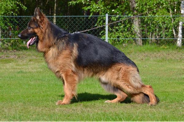 Jack vom Harzer Grubenlicht | German Shepherd Dog 