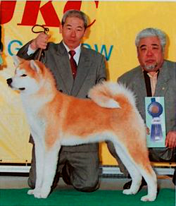 Benihagoromo Go Keihan Tsutsumi | Akita 