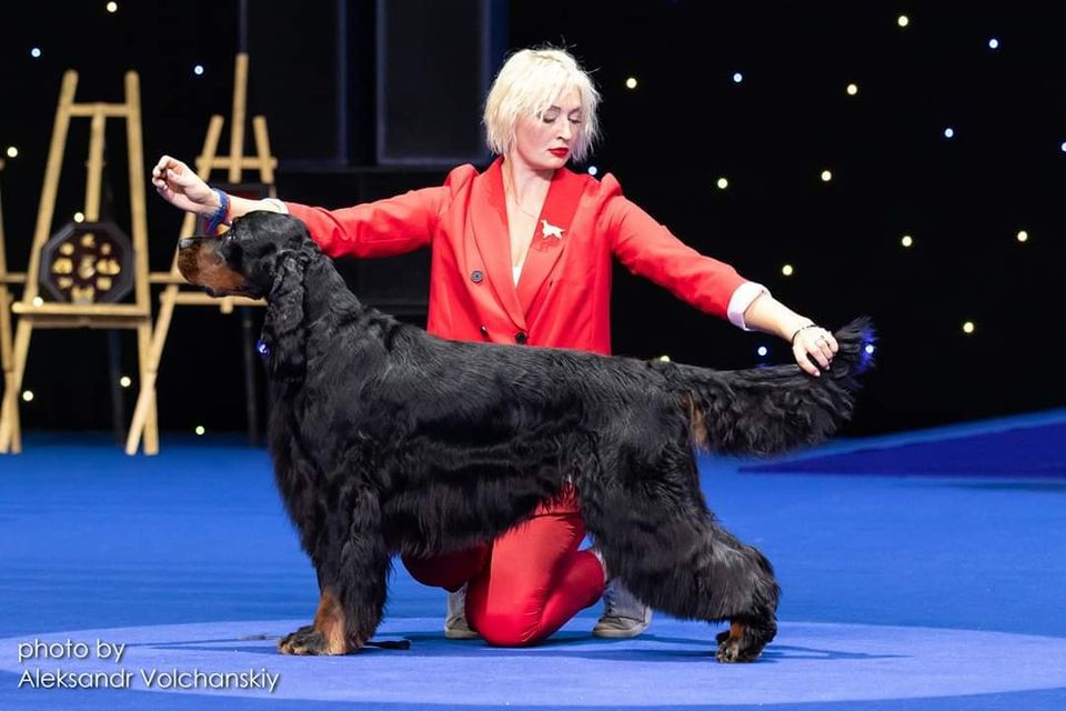 Goango Black Full of Life | Gordon Setter 