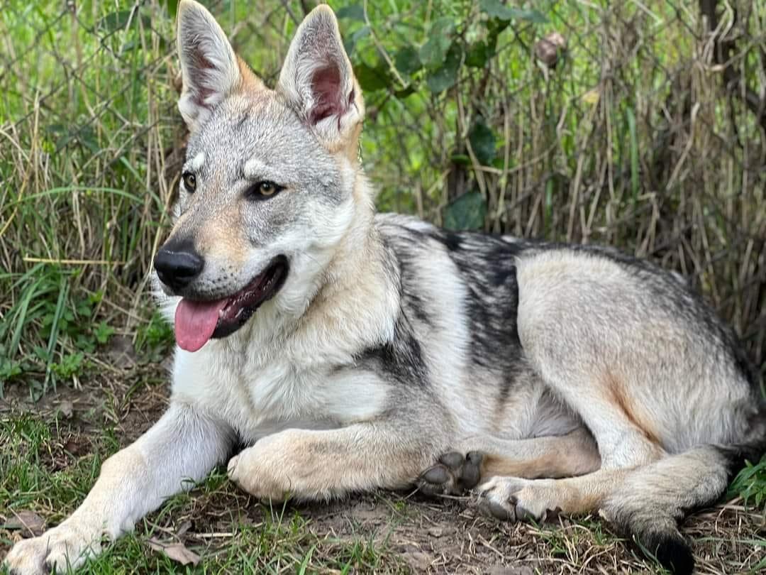 Drako Wolf Spirit Bella | Czechoslovakian Wolfdog 