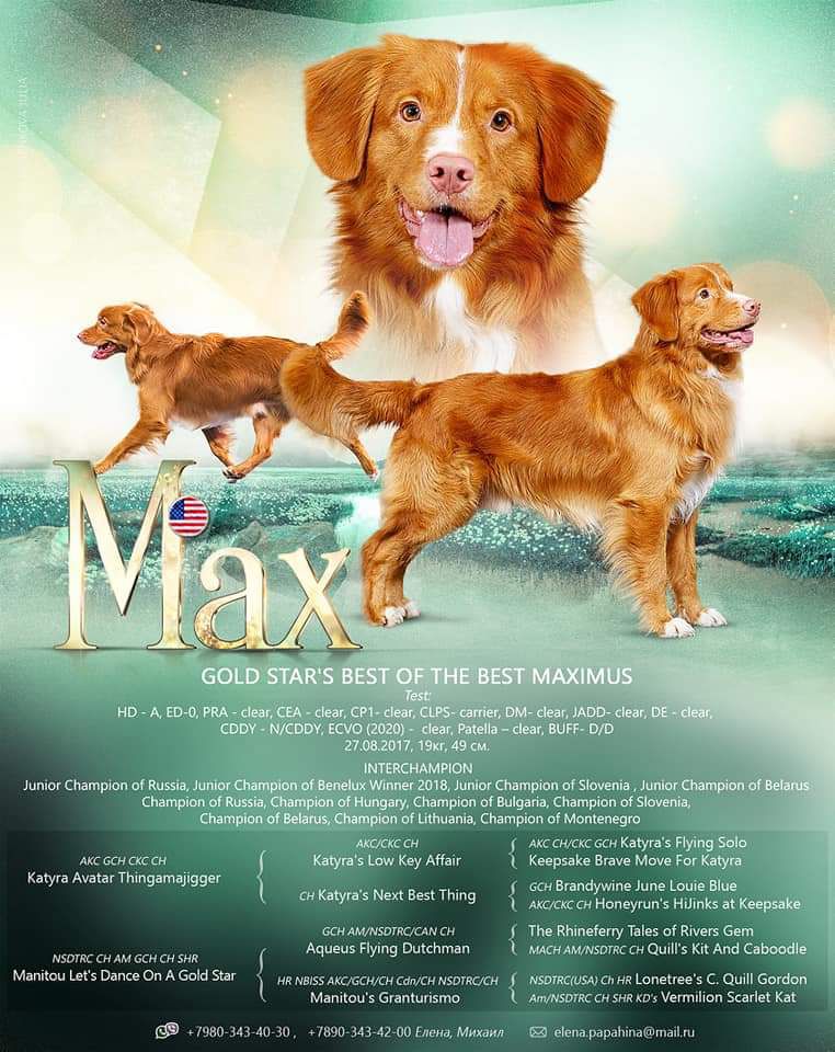 Gold star's Best of the Maximus | Nova Scotia Duck Tolling Retriever 