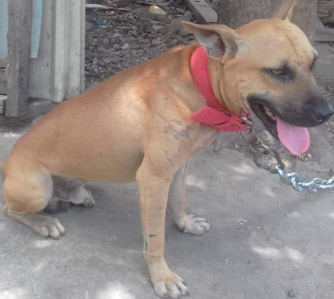 Pax's Tonton | American Pit Bull Terrier 
