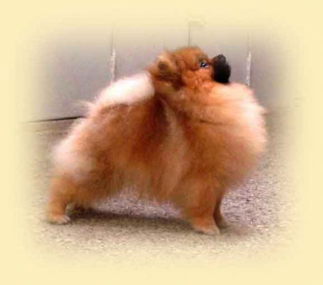 Pomindo Sweet Victory | Pomeranian 