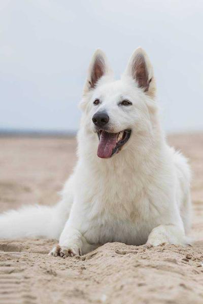 Oshine P'tits Loups d'Amour | White Swiss Shepherd Dog 