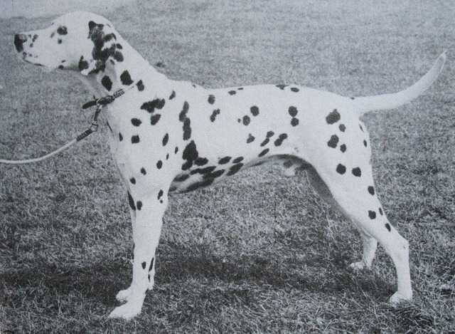 Hartspring Hillbilly | Dalmatian 