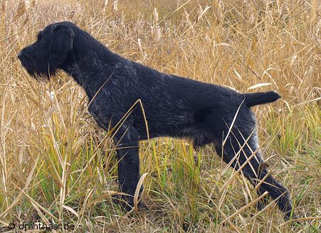 Etzel II vom Liether Moor | German Wirehaired Pointer 