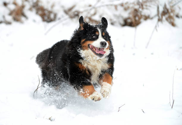 Bernese Mountain Dog