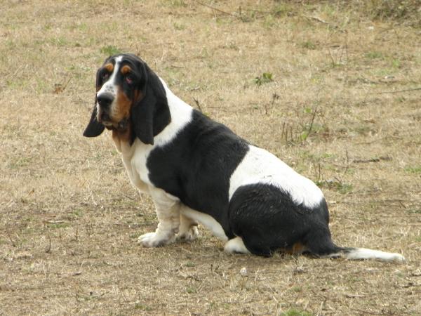 Hypothese du haras de la vergne | Basset Hound 