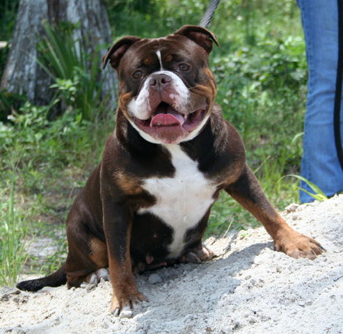 Gargoyle's Gremlin | Olde English Bulldogge 