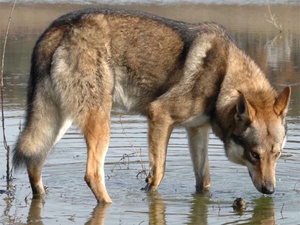 Ar'wann De La Mollyniére De lo'Scale | Czechoslovakian Wolfdog 