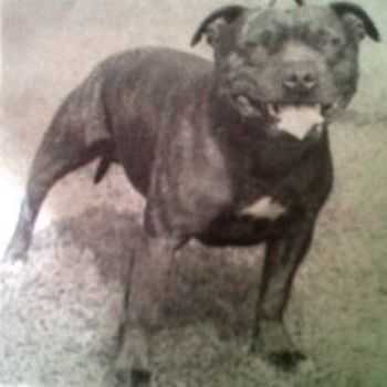 Westpoint Warrior | Staffordshire Bull Terrier 