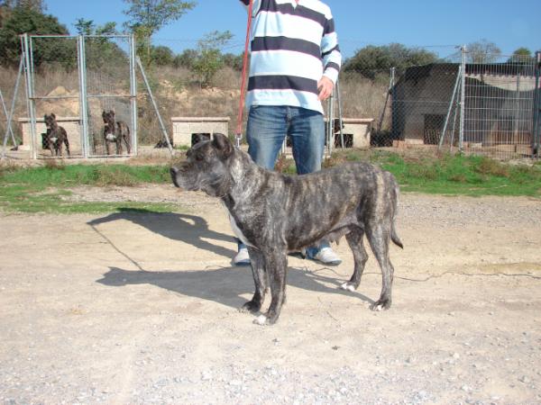 Gara 'Campeon x Leona' | Perro de Presa Canario 