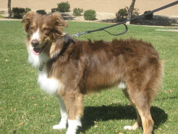 Word’s Red Bandit | Australian Shepherd 