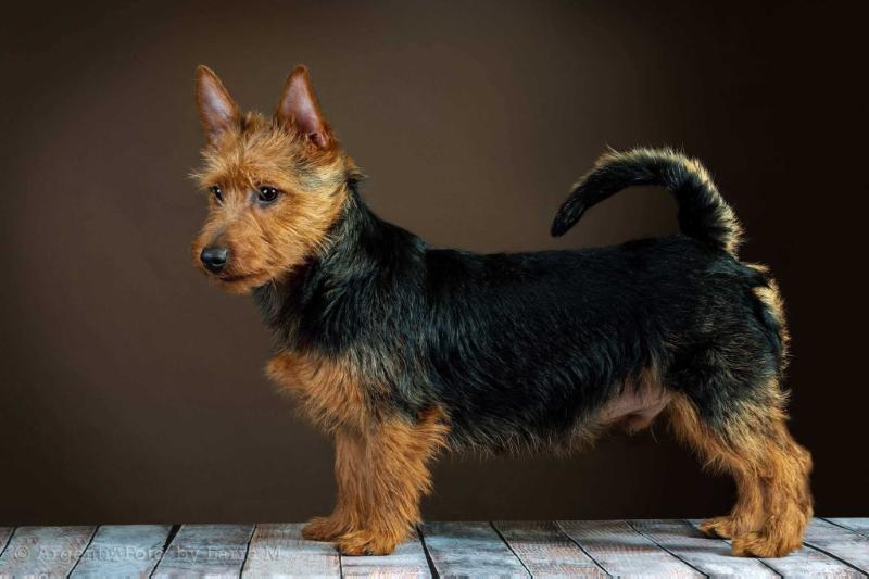 Demon Krasnoy Krasoty | Australian Terrier 