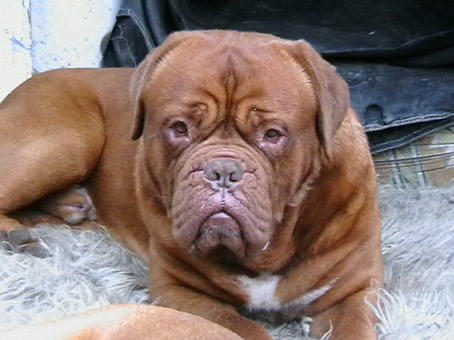 Hoochies Mighty King | Dogue de Bordeaux 