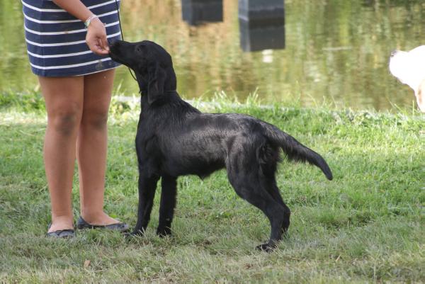 Magic Cuba Libre da Quinta da Bruma | Flat-Coated Retriever 