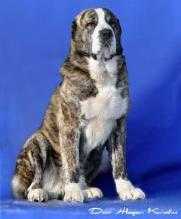 DESH ZHADAL IZ KLOV | Central Asian Shepherd Dog 