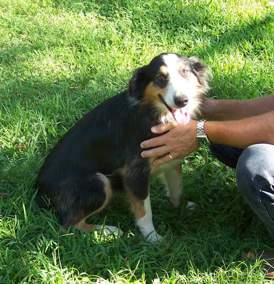 Dalby's Tallulah | English Shepherd 