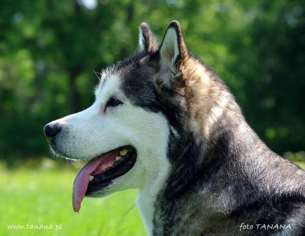 Forti Fortuna PASS THE QUEEN (PKR).V -7908 | Alaskan Malamute 