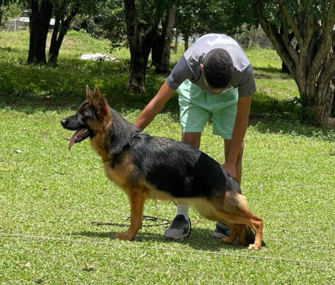 Mazocka do Recanto Fulgor de Minas | German Shepherd Dog 