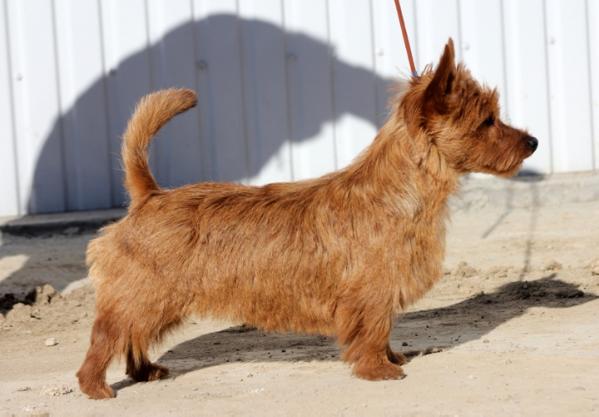 Gordey iz Zvezdnogo Grafstva | Australian Terrier 
