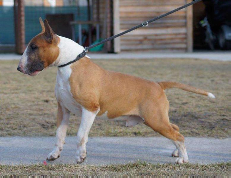 Ballet Van Mer Ecce Bull | Bull Terrier 