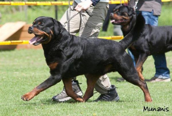 Dago vom Türnleberg II | Rottweiler 