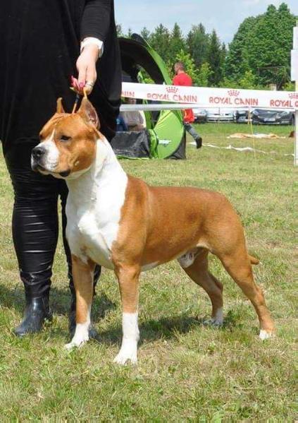WHITE-amSTAFF Goes to Hollywood | American Staffordshire Terrier 