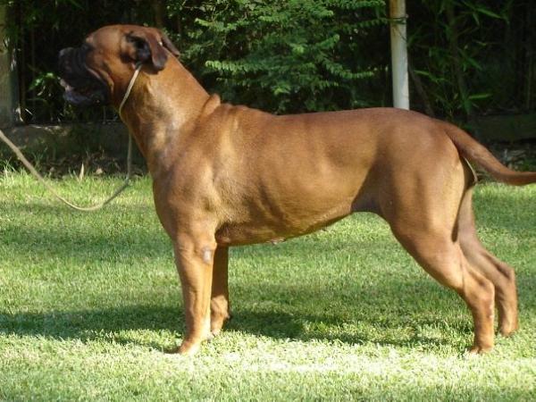 Minas Anor's Burbuja Alma Stone | Bullmastiff 