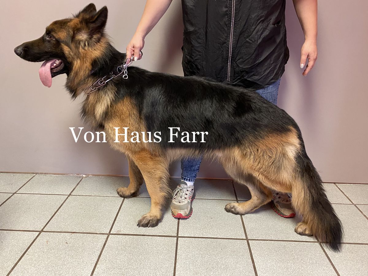 King Von Haus Farr | German Shepherd Dog 