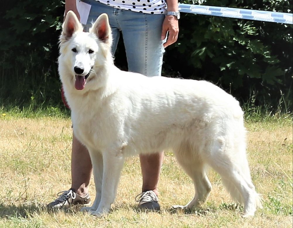 Que Sera of Buscin's Love | White Swiss Shepherd Dog 