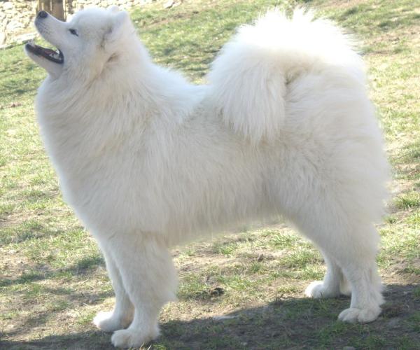 Grand Smile Arctic Princess | Samoyed 