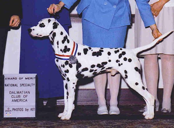 Tuckaway Indian Run | Dalmatian 