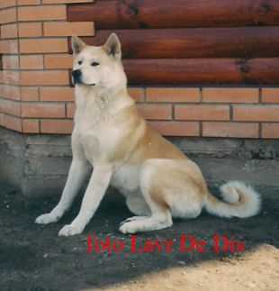 Bidzhin | Akita 