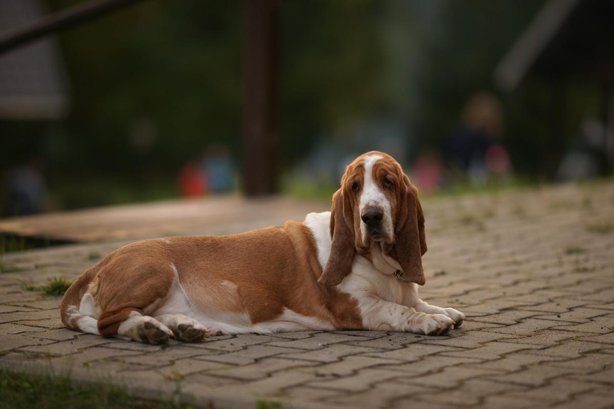 KOLANI CLAIRE-POLLY | Basset Hound 