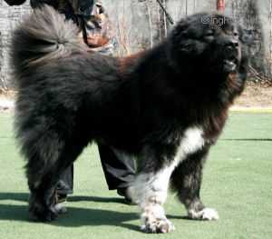 Nezhniy Bars | Caucasian Mountain Dog 