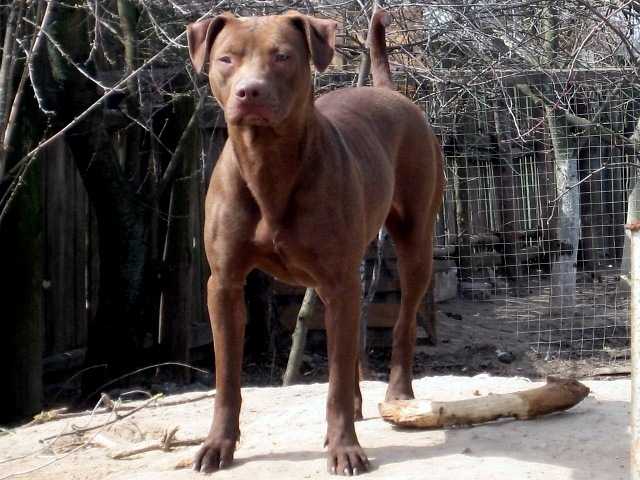 Heruvim Dark Angel s Paralelnogo Mira | American Pit Bull Terrier 