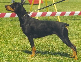 SHARY vom Awarenring | German Pinscher 