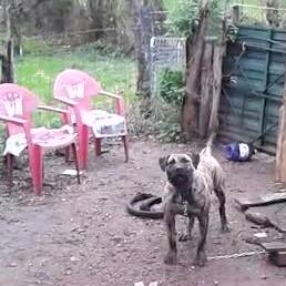 Alma de Boralcan | Perro de Presa Canario 