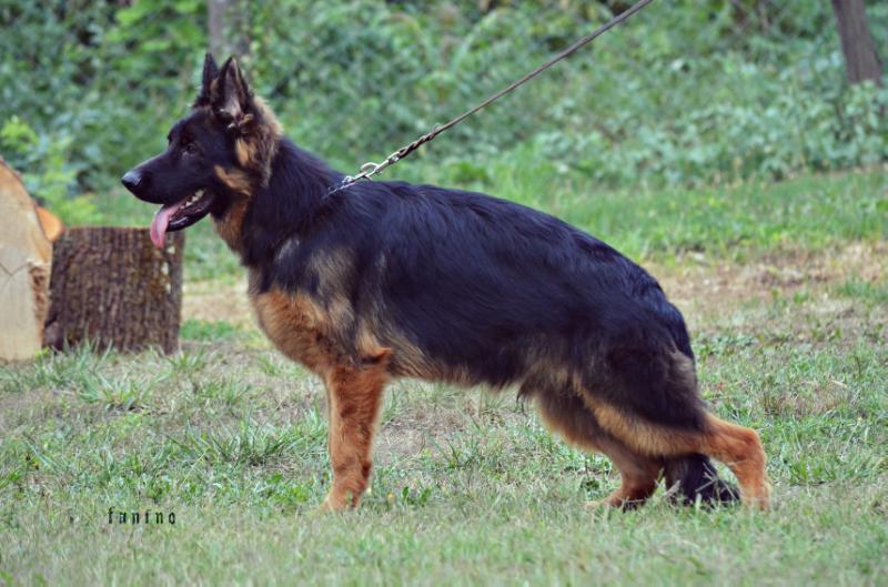 Ink Topolovnicki | German Shepherd Dog 