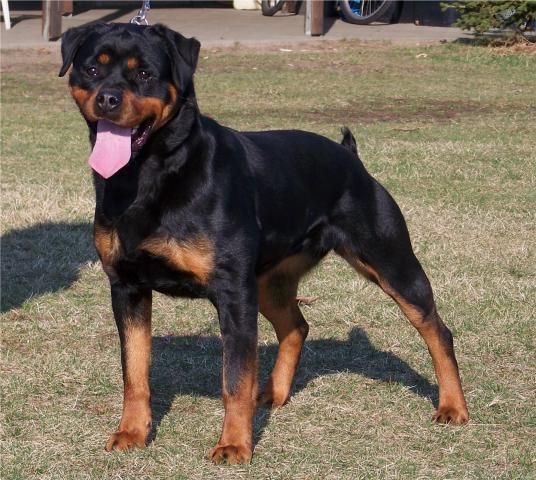 Viona vom Räuberweg | Rottweiler 