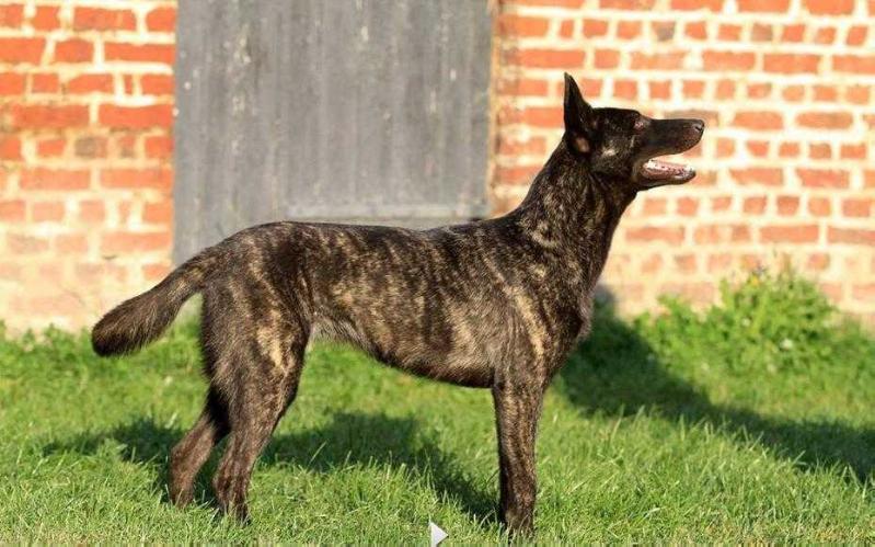 Hess Kiss de la Terre des Flandres | Dutch Shepherd 