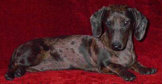 MGM Punkin Pal | Dachshund 