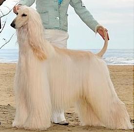 Kasban American Idol | Afghan Hound 