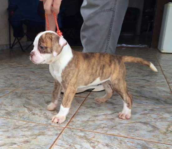 Selection of Bulls Kiko | American Bulldog 