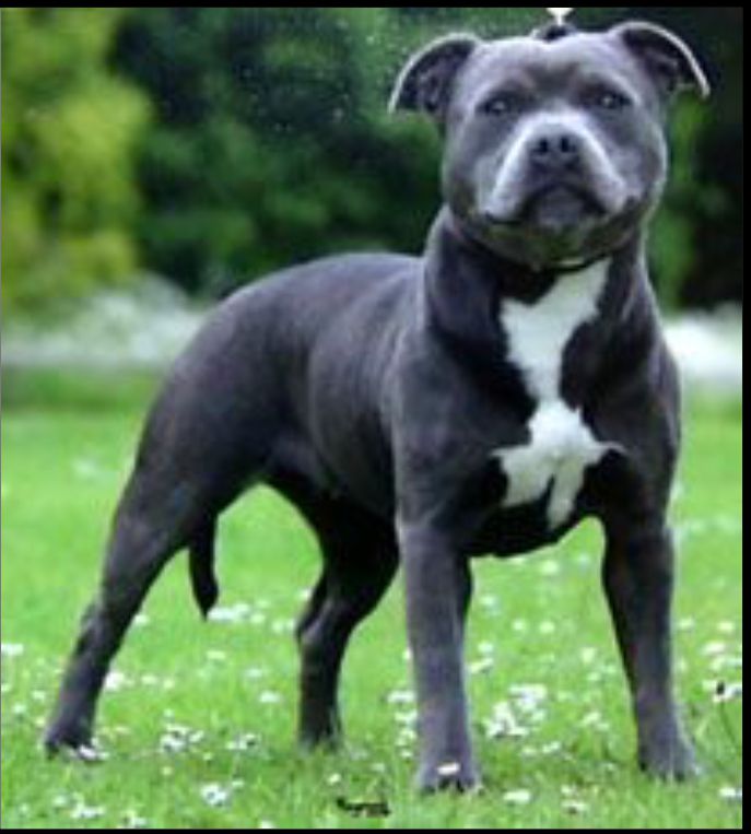 Charmonics Misty Blue | Staffordshire Bull Terrier 