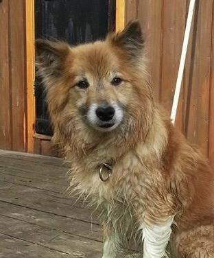 Kersins Urður | Icelandic Sheepdog 