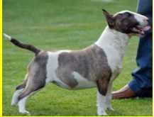 Remanencia del Cornijal | Miniature Bull Terrier 