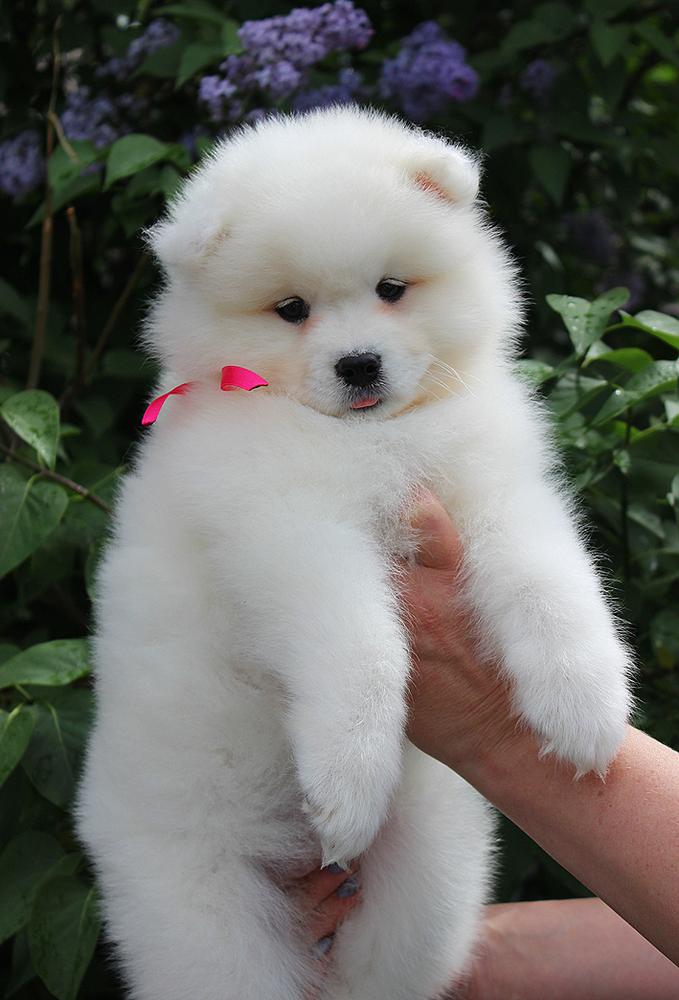 IZDOMASU PRIMA BALERINA | Samoyed 